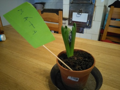 Mtv hyacint
