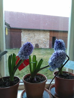 Rory a Lysy hyacinty v plnm kvtu